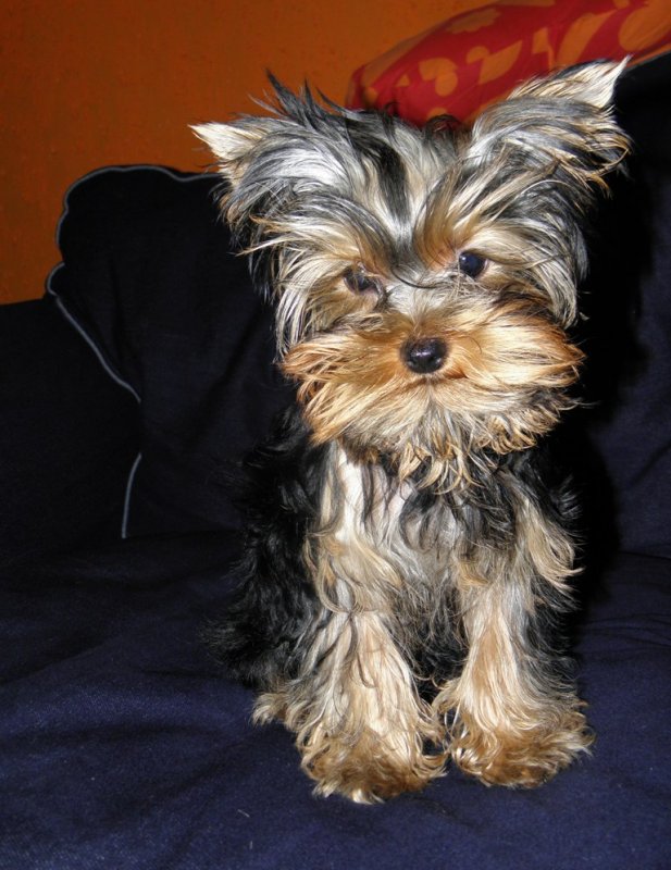 Timi